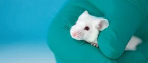 Umdenken. Peta fordert für Studierende Versuchsmethoden ohne Tiere. Foto: Getty Images
