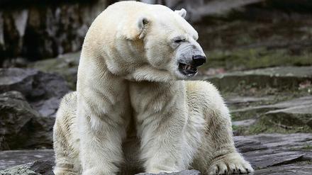 Knifflig. Wie sich Eisbären fühlen, ist an ihrer Mimik kaum abzulesen.