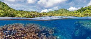 Effektive lokales Riff-Management und Klimaschutz können Korallenriffen helfen, zu überleben. 