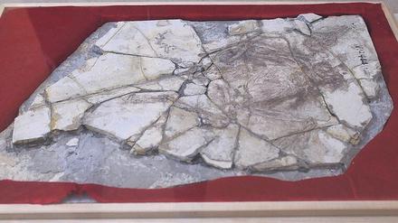 Der „Archaeoraptor liaoningensis“ aus China galt als Sensationsfund. Die versteinerten Knochen – ein „missing link“ zwischen Dinosauriern und Vögeln – erwiesen sich jedoch als Fälschung.