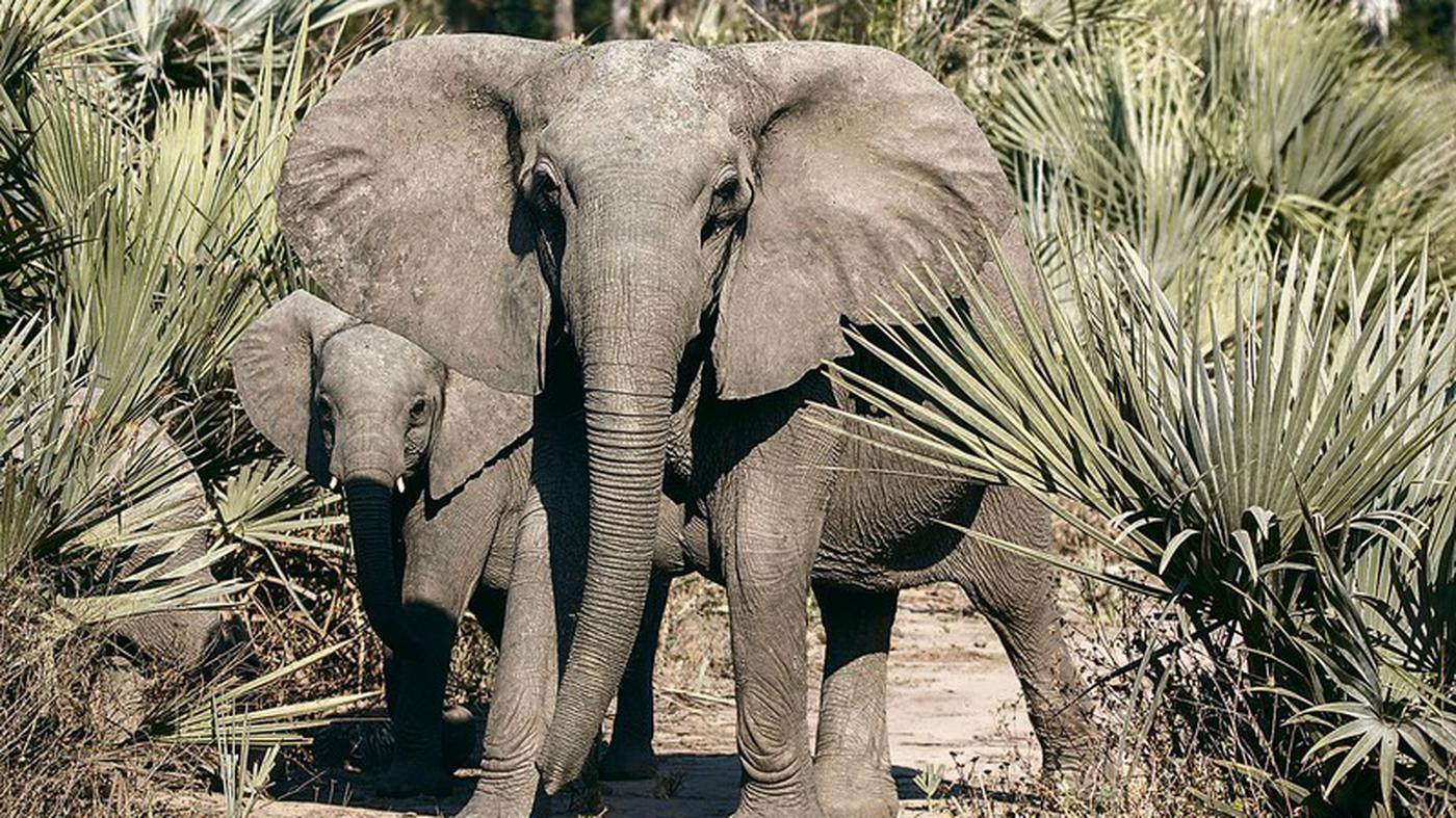 Mensch beeinflusst Evolution der Dickhäuter Immer mehr Elefanten werden ohne Stoßzähne geboren Mensch beeinflusst Evolution der Dickhäuter Immer mehr Elefanten werden ohne Stoßzähne geboren