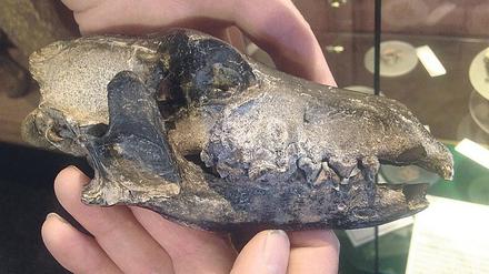 Spurensuche. Schädel eines Fuchses, auf einer Falklandinsel gefunden.