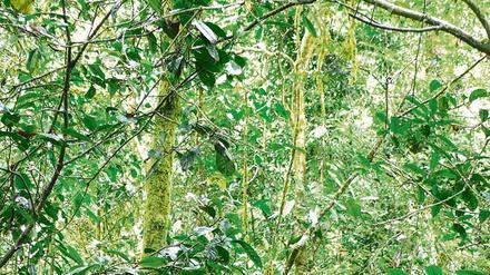 In artenreichen Wäldern wie diesem tropischen Urwald in Tansania kommen Baumarten teils mit nur wenigen Exemplaren auf großen Flächen vor.