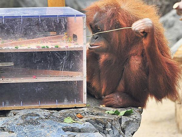 Innovativ. Stöcke nutzten Orang-Utans bereits kreativ, nun zeigen Forscher, dass sie auch Steinsplitter spontan für neue Aufgaben einsetzen können.