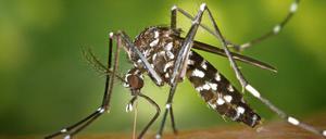 Aggressiver Gast. Die etwa fünf Millimeter große Tigermücke sticht tagsüber – und zum Teil auch durch die Kleidung hindurch. In den Tropen überträgt sie zahlreiche Infektionskrankheiten.