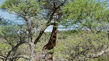Bäume im Verbreitungsgebiet von Giraffen in Afrika tragen noch Blätter, wenn das Gras am Boden schon verdorrt ist.