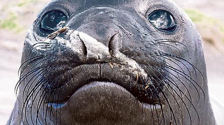 Die Gesichtsbehaarung von Seeelefanten ist nicht nur eine Zier.