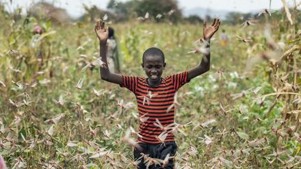 Kenia, Katitika: Der Sohn eines Bauern versucht einen Schwarm Wüstenheuschrecken von einem Feld zu vertreiben. 