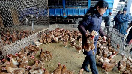 Vogelgrippe. Im Osten Chinas stecken sich Menschen mit H7N9 an. Aber unter den Tieren der Region konnte das Virus noch nicht gefunden werden.