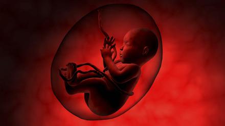 Wie die Plazenta den Embryo versorgt, ist kaum erforscht. Das soll sich mit Plazenta-Gewebe aus der Retorte nun ändern.