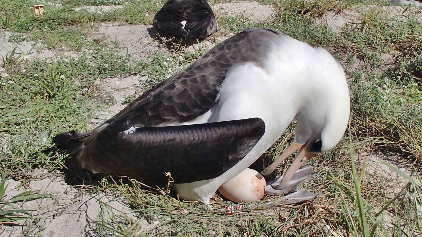 Mit 70+ Mutter Der erstaunliche Albatros namens Wisdom