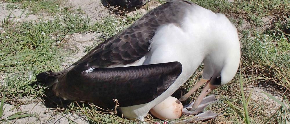 Albatros Wisdom bei der Brutpflege im Jahr 2013. Nun wurde sie erneut Mutter.