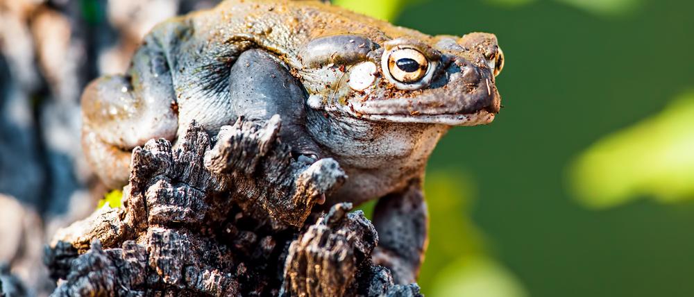Closeup of Sonoran Desert toad (Incilius alvarius) on rock