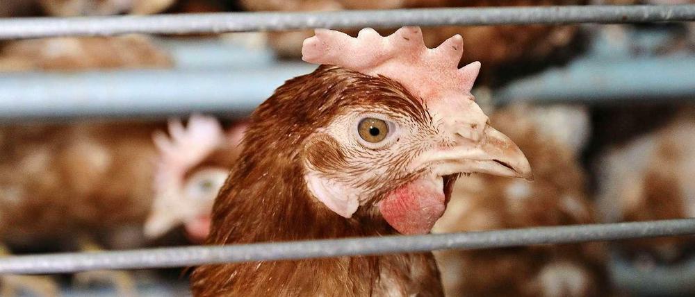 In er Hennenhaltung in Deutschland kommen Antibiotika zwar nicht als Wachstumsbeschleuniger zum Einsatz wie in der Hähnchenmast in den USA zum Beispiel. Aber wird ein Huhn, selbst in der hier gezeigten sogenannten Kleingruppenhaltung krank, ist sofort der ganze Stall in Gefahr, und deshalb werden Antibiotika eher großzügig an alle Hühner verabreicht. 