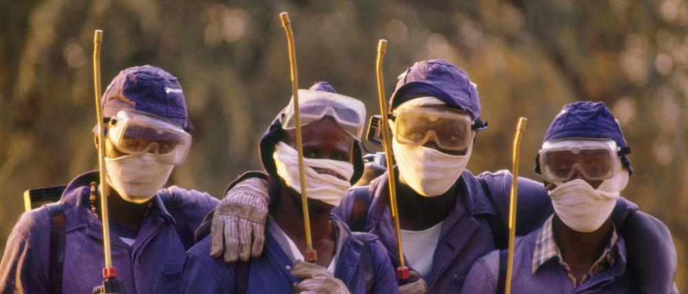 Arbeiter in Botswana sprühen Insektenvernichtungsmittel gegen die Tsetse-Fliege. Sie überträgt die afrikanische Schlafkrankheit. 