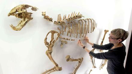 Das Skelett eines Urlöwen wird in einem Museum von einer Frau installiert.