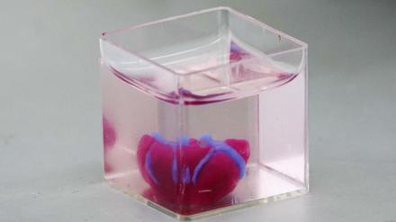 Mini-Herz aus menschlichem Gewebe: Der Prototyp hat die Größe eines Hasenherzens. 
