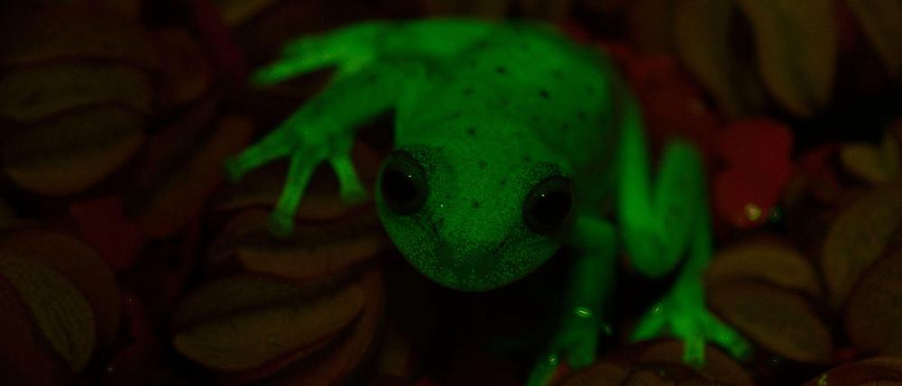 In der Dämmerung und in mondbeschienenen Nächten bleibt der Baumfrosch durch die Fluoreszenz für Artgenossen besser sichtbar. 