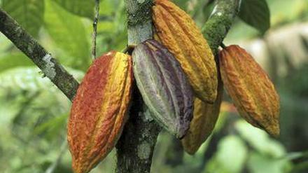Bestandteile des Kakaos werden im menschlichen Körper zu Stoffen umgewandelt, die die Kollagenfasern in der Haut schützt. Das soll Faltenbildung verhindern, heißt es in einer Studie koreanischer Forscher.