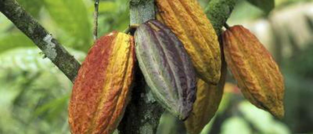 Bestandteile des Kakaos werden im menschlichen Körper zu Stoffen umgewandelt, die die Kollagenfasern in der Haut schützt. Das soll Faltenbildung verhindern, heißt es in einer Studie koreanischer Forscher.