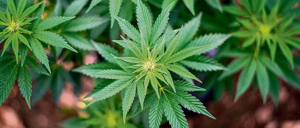 Der Bundestag hat Cannabis einstimmig als Medizin freigegeben.