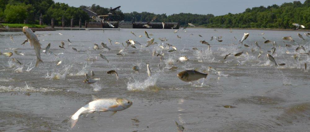 Asiatische Karpfen bevölkern mittlerweile fast alle Zuflüsse von Mississippi und Missouri. Wenn sie durch Boote gestört werden, springen sie bis zu drei Meter aus dem Wasser. 