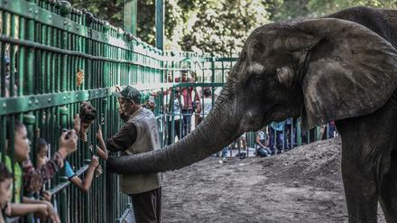 Kinder sehen sich in Kairo einen Elefanten in einem Zoo an.