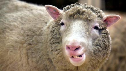 Das Klon-Schaf Dolly zeigt im Roslin-Institut bei Edinburgh seine Zähne.