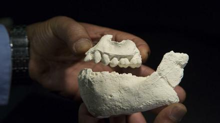 Abguss der uralten Kieferknochen von Australopithecus deyiremeda