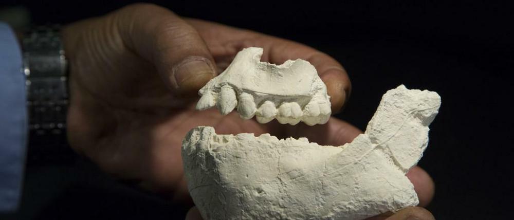 Abguss der uralten Kieferknochen von Australopithecus deyiremeda