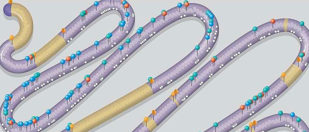 Der Bauplan des Chromosoms.