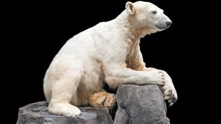 Die Dermoplastik des 2011 im Berliner Zoo verstorbenen Eisbären Knut aus dem Berliner Naturkundemuseum.