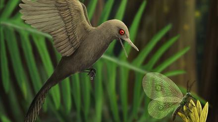 Kleiner als der kleinste lebende Kolibri: Ein 99 Millionen Jahre altes Fossil könnte ein Mini-Urvogel gewesen sein. 