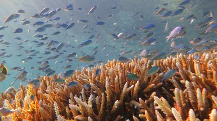 Forscher beobachten das klimawandelbedingte Absterben von Korallen (Korallenbleiche) wie in dieser Kolonie von Hirschgeweihkorallen inzwischen auch in größeren Tiefen. 