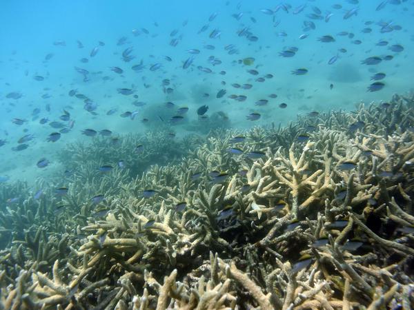 Tropische Fische schwimmen am Rand eines von Korallenbleiche betroffenen Korallenriffs am Great Keppel Island vor der Küste von Queensland (Australien).