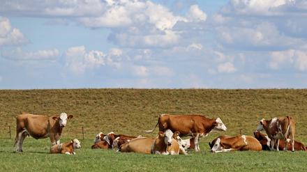Viel Platz. Kühe auf einer Weide in Sachsen. 