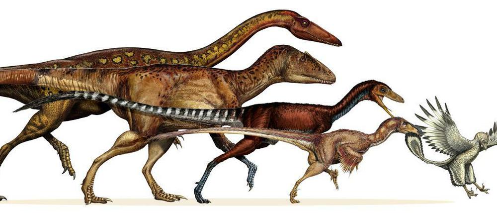 Wie die Dinos schrumpften. Die Grafik illustriert, wie die zweibeinigen Tiere im Lauf der Jahrmillionen an Größe verloren - und zu Vögeln wurden. Am Ende der gezeigten Entwicklung steht Archaeopteryx (rund 150 Millionen Jahre alt). 