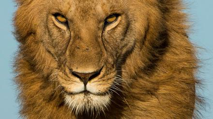 Löwen sehen vielleicht furchterregender aus, als sie sich anhören.