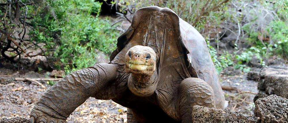 Die Riesenschildkröte "Lonesome George" verstarb im Juni dieses Jahres.