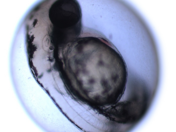 zebrafish embryo.