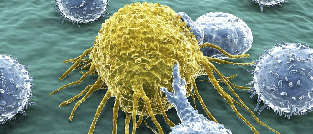 Katz und Maus. Der Tumor versucht mit allen Mitteln der Immunabwehr zu entkommen. Indem sie das Erbgut der T-Zellen (blau) verändern, wollen Forscher das verhindern.