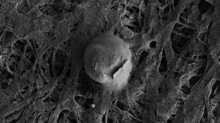 Nahaufnahme. Diese Aufnahme wurde mit einem Elektronenmikroskop gemacht, sie zeigt einen Mikroorganismus aus dem Lake Whillans. 