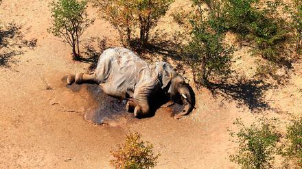 Ein toter Elefant liegt in einem Gebüsch im Okavango Delta in Botsuana. 