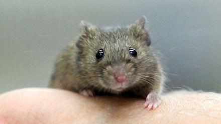 Vererbte Angst bei Mäusen. Ob ein vergleichbarer Mechanismus beim Menschen vorstellbar ist, bleibt bislang noch unbeantwortet.