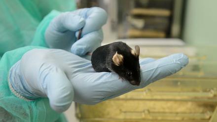 Mäuse, hier am Max-Delbrück-Zentrum für Molekulare Medizin in Berlin-Buch, dienen als Modell für den Menschen. Doch nicht alle Tierversuchsergebnisse lassen sich beim Menschen reproduzieren.