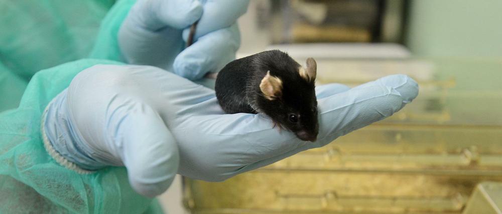Mäuse, hier am Max-Delbrück-Zentrum für Molekulare Medizin in Berlin-Buch, dienen als Modell für den Menschen. Doch nicht alle Tierversuchsergebnisse lassen sich beim Menschen reproduzieren.