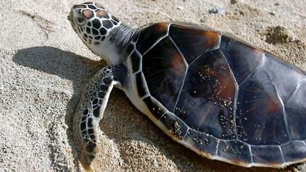 Meeresschildkröten sind durch den Fischfang bedroht. Leuchtende Netze könnten ihnen helfen.
