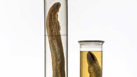Zwei Exemplare des Meerneunauges aus der Nass-Sammlung des Museums für Naturkunde Berlin. Sie stammen aus Spree und Havel (19. Jahrhundert).