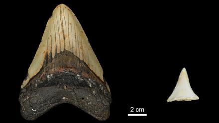 Der Größenvergleich eines Megalodon-Zahns (links) mit dem eines Weißen Hais ist auf die Körpermaße übertragbar.
