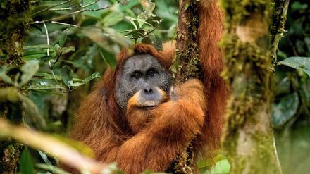 Die Orang Utan Art "Pongo tapanuliensis" haben die Forscher neu entdeckt - sie ist aber vom aussterben bedroht.